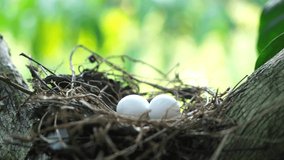 Eggs of spotted dove in the nest on the branches of coffee plant, commonly seen in Indian subcontinent, 4k video