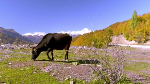 A black cow enjoys a mountain view in Georgia, in Svaneti, a mountain pass. She grazes against the background of autumn mountains on a sunny day. Blue sky, snow-capped peaks.