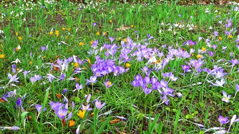 Bright purple flowers of a rare plant crocus in spring in the garden