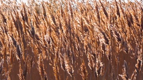 Dry reed sways (Phragmites communis) in the wind, wetlands of Ukraine, Tiligul estuary
