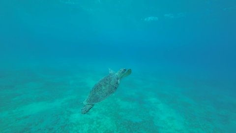 Young Sea turtle swims in the blue water to up, takes a breath and lies under surface of water. Green Sea Turtle (Chelonia mydas), 4K-120fps. Red Sea, Egypt