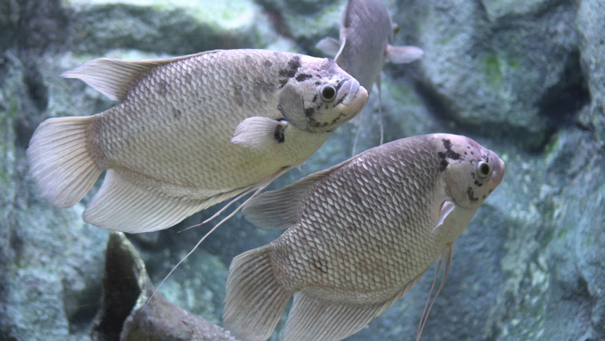 Giant gourami, Osphronemus goramy large fish native to freshwater habitats in Southeast Asia