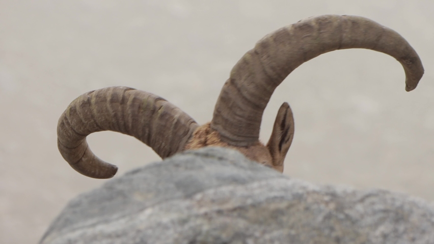 A wild Caucasian Tur with big horns look out the rock. A horned mountain goat portrait in wild nature. High quality 4k footage