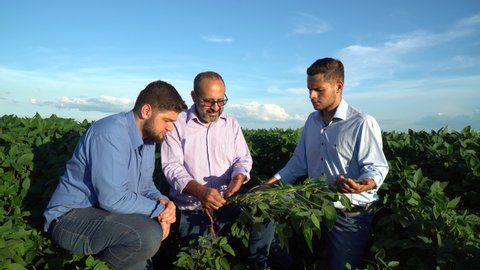 AGRONOMIC TEAM ANALYZING FIELD SOYBEAN CROP DEVELOPMENT - HIGH PERFORMANCE AGRIBUSINESS
