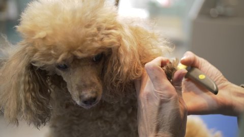 Woman's hands cut the dog's claws with a special tool in a pet grooming salon. Close-up of a golden poodle sitting on a table while its nails are trimmed with scissor clippers.