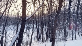 winter deciduous trees snow. winter a landscape wild forest with dry trees a lot of snow it is snowing. view sunny landscape nature sunlight tree - Powered by Shutterstock - Get 15% off with code: PIKWIZARD15