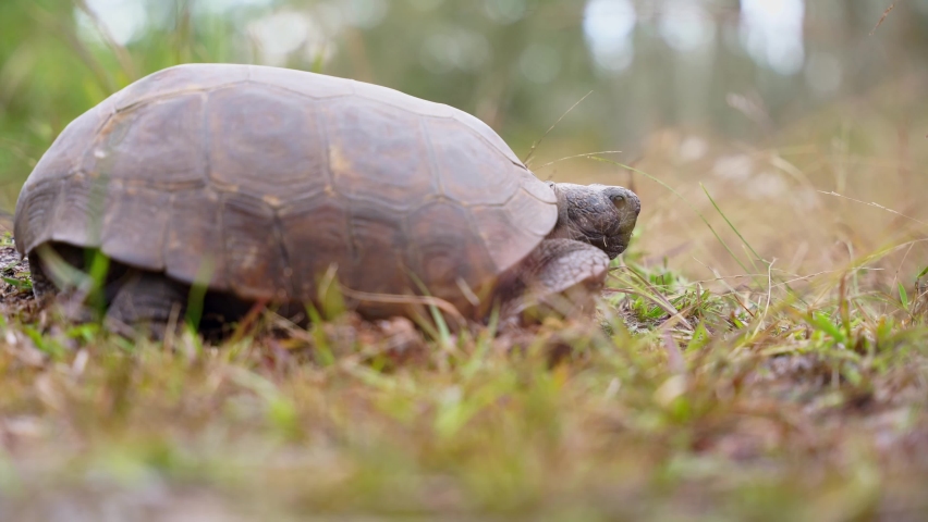 Profile view of a Gopher Tortoise in the wild as it then moves to turn away from the viewer leaving an open area from center to right of frame. | Shutterstock HD Video #1086481253