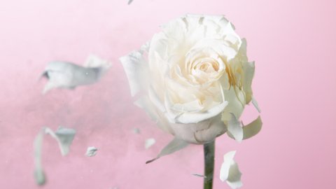 Super slow motion of exploding head of white rose, frozen by liquid nitrogen. Beautiful flower abstract shot. Filmed on high speed cinema camera, 1000fps.