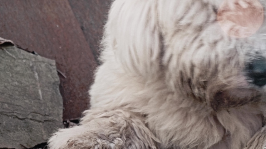 Close up view of bobtail lying on the floor.