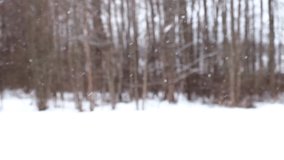 Blurred, defocused video of Heavy snowfall at forest. Beautiful winter landscape of snow and blurred trees background. Gently falling snow flakes. Branches under the snow. Bad snowy weather cold day.