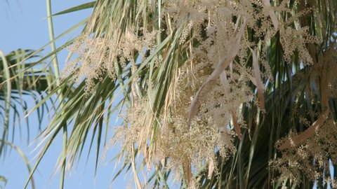Closeup of blooming date palm on blue sky background. Date palm flowers and leaves in the wind (4K-60fps)