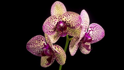 Orchid Blossoms. Blooming Yellow - Magenta Orchid Phalaenopsis Flower on Black Background. Cleopatra Orchid. Time Lapse. 4K.
