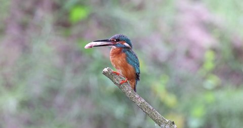The common kingfisher (Alcedo atthis) sitting on the branch with fish for its babies. Beuatifull bird with prey for his chicks. At the end he fly toward nest.