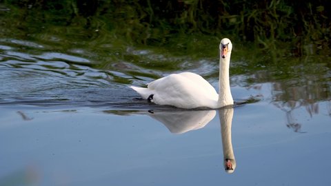 elegant White Mute Swan gliding effortlessly through the water with reflection 