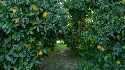 Lots of Ripe juicy sweet oranges on a tree in a citrus orchard. fresh oranges on the tree