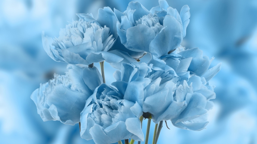 Beautiful blue Peony background. Blooming peony flower open, time lapse, close-up. Wedding backdrop, Valentine's Day concept. 4K UHD video timelapse | Shutterstock HD Video #1086502607