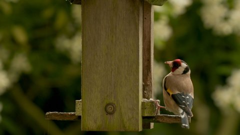 4K video clip of European Goldfinch eating seeds, sunflower hearts, from a wooden bird feeder in a garden in the rain