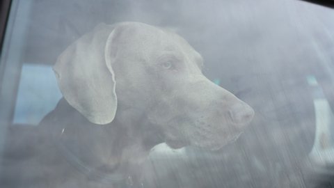 Negligence of owner and threat to health. Weimaraner dog is left alone in locked car. Leaving pets locked in cars is never safe. Danger of overheating or hypothermia. 
