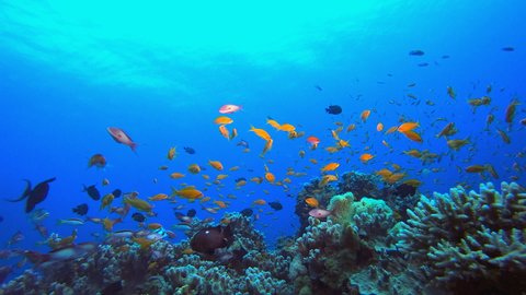 Underwater Sea Tropical Life. Underwater sea fish. Tropical fish reef marine. Colourful underwater seascape. Reef coral scene. Coral garden seascape. Colourful tropical coral reefs.