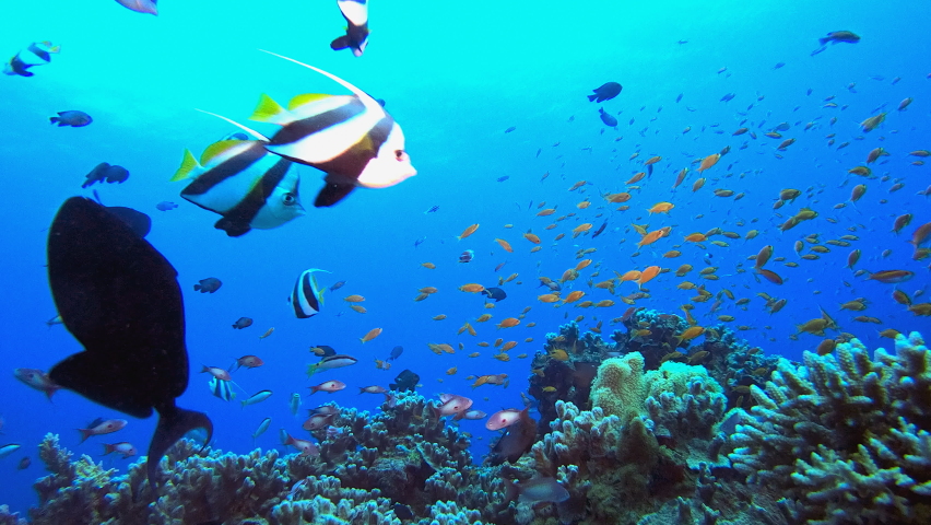 Underwater Sea Tropical Life. Underwater sea fish. Tropical fish reef marine. Colourful underwater seascape. Reef coral scene. Coral garden seascape. Colourful tropical coral reefs.