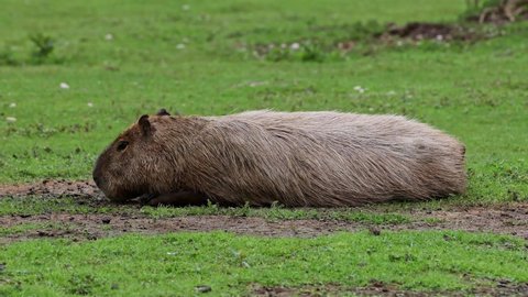 The capybara, Hydrochoerus hydrochaeris is the largest extant rodent in the world. Its closest relatives are agouti, chinchillas, coyphillas, and guinea pigs. Native to South America. 