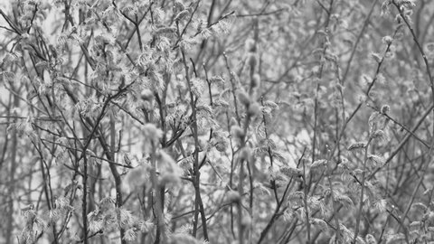 Black and white 4k stock video footage of beautiful blooming fresh green spring trees. April blossom natural abstract background