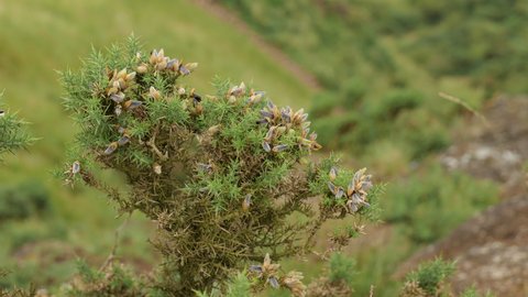 Ulex Europaues (common gorse) shrub in Scottish landscape near Edinburgh
