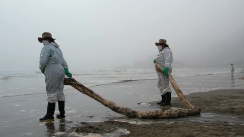 VENTANILLA , Peru - 01 15 2022: Close up shot of two Peruvian Citizen helping to clean the water of Pacific after Oil Spill in Peru