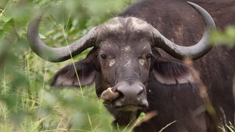 Medium closeup of a buffalo's face with an oxpecker in its nose, Kruger National Park. 