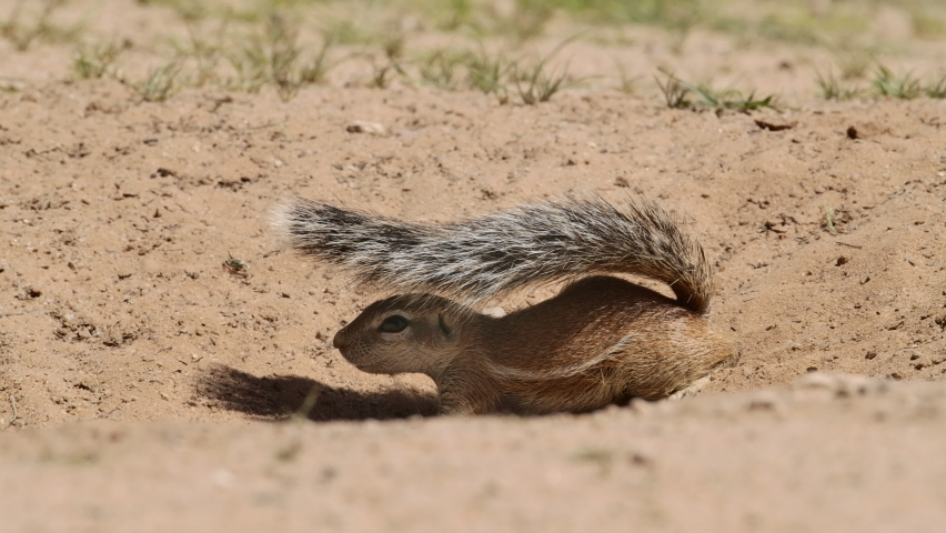 Wide shot of a ground squirrel standing up at its burrow, Kalahari desert. 