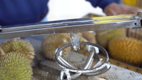 Ripe durian open by steel handle. .Durian is the fruit of several tree species belonging to the genus Durio. Durian taste is combination of sweet and creamy. Durian call the king of fruit.