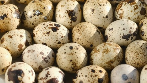 TOP VIEW:Rotating Quail Eggs . Top View. Close Up.Close-up of quail eggs a rotating . Bright colorful quail eggs. Macro. Selective focus