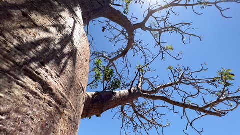 Baobab tree in the African savannah on a sunny summer day, Serengeti. Africa. High-quality 4k footage