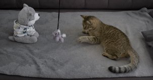 Tabby cat plays with a toy on a gray sofa in an apartment, a toy on a rope