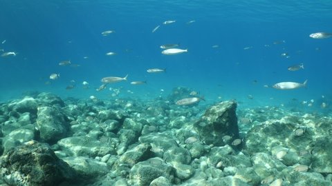 fish scenery underwater sun beams sun rays underwater mediterranean sea sun shine relaxing ocean scenery
