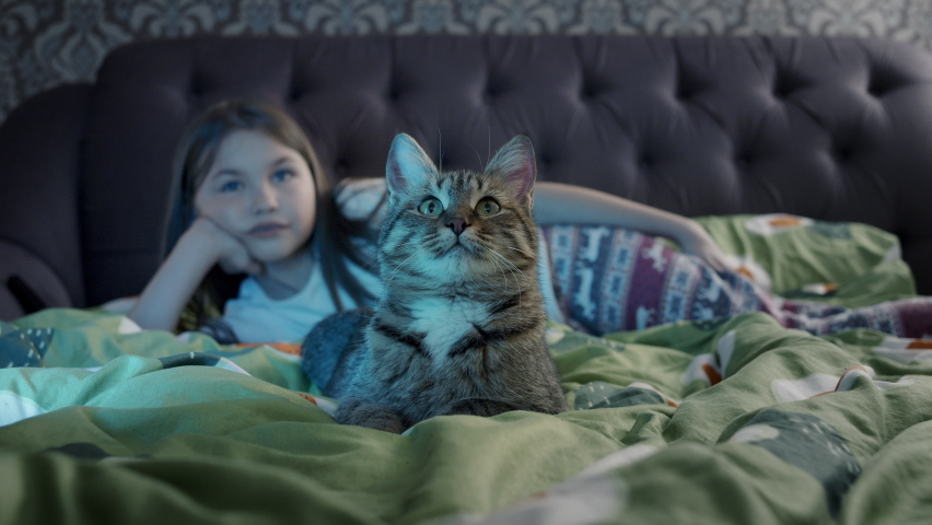 Striped brindle cat, attentively watches TV. lies on the sofa facing the TV, in the background lies a 10-year-old girl in pajamas, they look in one direction. Royalty-Free Stock Footage #1086532235