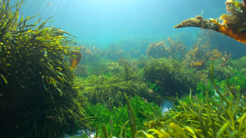 Moving over algae on the ocean floor, underwater seascape, Eastern Atlantic, Spain, Galicia Royalty-Free Stock Footage #1086532349