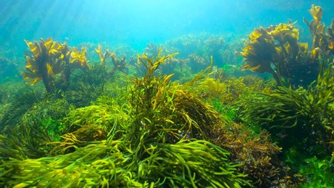 Moving over algae on the ocean floor, underwater seascape, Eastern Atlantic, Spain, Galicia