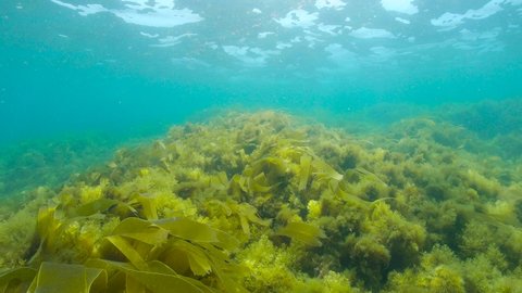 Brown seaweed covering the ocean floor below water surface, underwater scene, Eastern Atlantic, Spain, Galicia