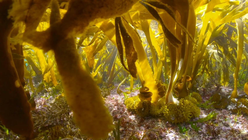 Kelp forest in shallow water in the Atlantic ocean (Furbellow brown algae, Saccorhiza polyschides), underwater scene, Spain, Galicia Royalty-Free Stock Footage #1086532385