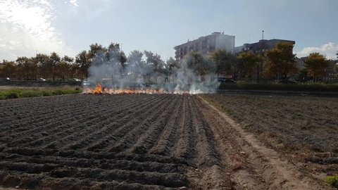 Burning of dry grass and tops from the crop after seasonal harvesting