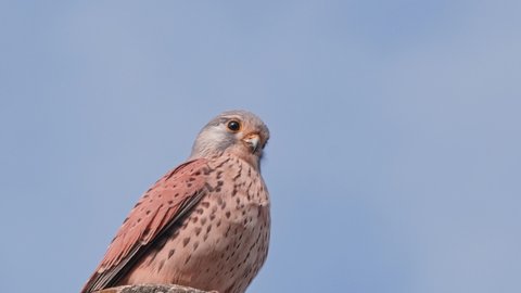 Common Kestrel hawk standing on the pole with the sky in the background