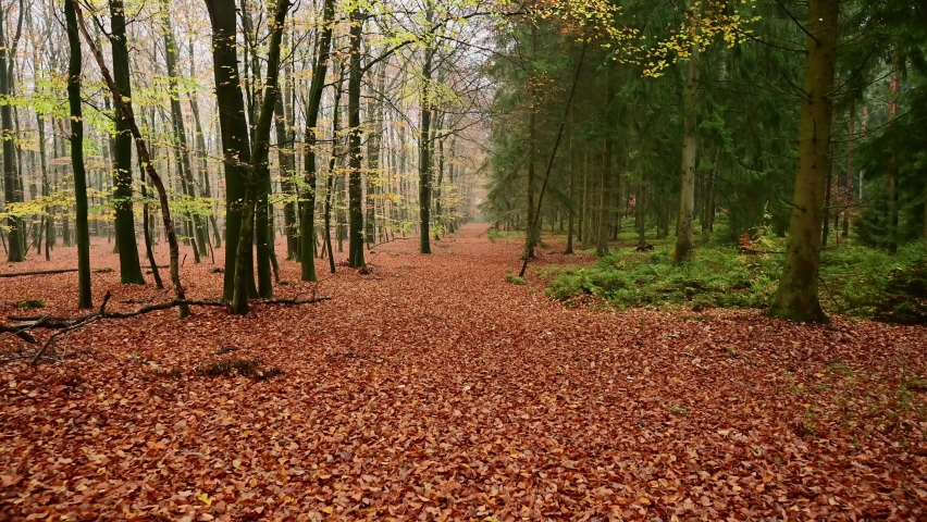 Walk along a forest path, beech forest on the right, spruce forest on the left, frontal tracking shot with gimbal, emsland, lower saxony, (fagus sylvatica, picea abies), germany
