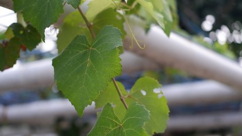 Hanging grape leaves in blurred background