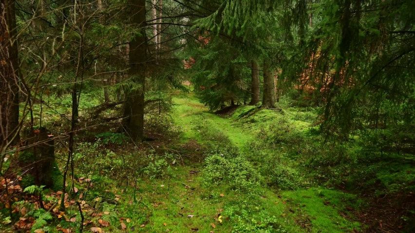 Walk along a dark forest path with spruce pine and beech trees in autumn, frontal tracking shot with gimbal, emsland, lower saxony, (picea abies, fagus sylvatica, pinus sylvestris), germany
