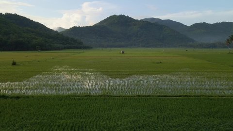 Aerial view of agriculture in rice fields for cultivation