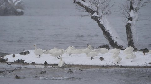 Flock of waterfowl (Tundra swan , Bean goose and mallard duck) in a snow storm , animal in nature.
