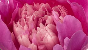 Beautiful pink Peony flower background. Wedding backdrop, Valentine's Day concept. Mother's day, Holiday, Love, birthday