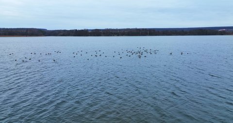 Beautiful birds with motley plumage flying over the water. Big flock of mallard ducks escaping from drone shooting them.