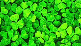Background with clover for Saint Patrick's day. 4K motion video with a shamrock.